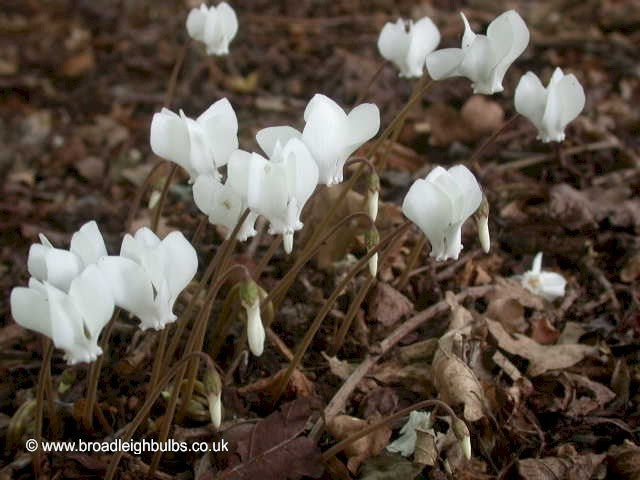 Cyclamen hederifolium 'Album'