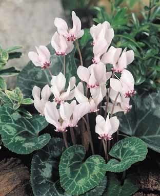 Cyclamen hederifolium 'Rose'