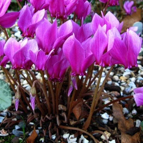 Cyclamen hederifolium 'Dark Rose'