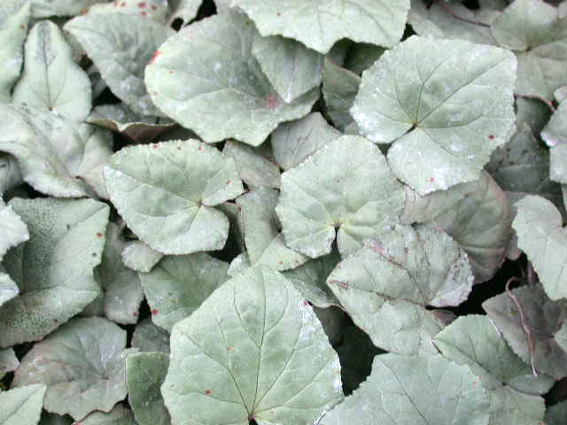 Cyclamen hederifolium 'Silver Leaf Rose'