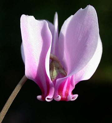 Cyclamen hederifolium 'Silver Leaf Rose'