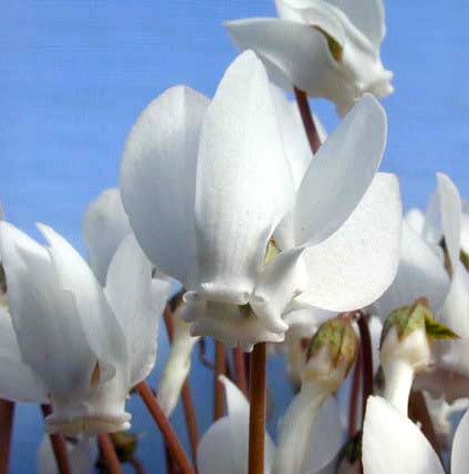 Cyclamen hederifolium 'Silver Leaf Album'