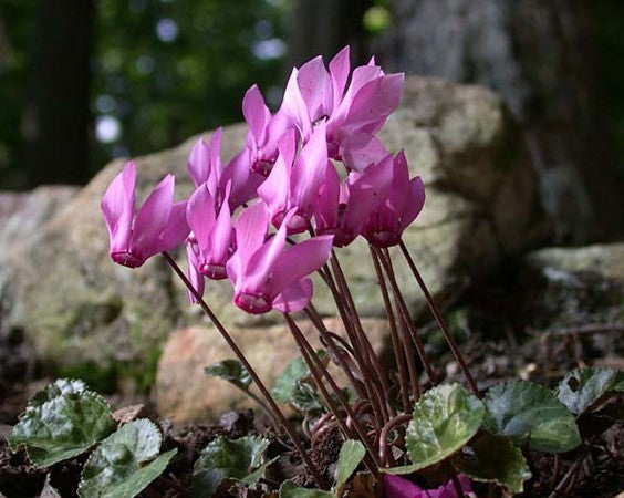 Cyclamen purpurascens