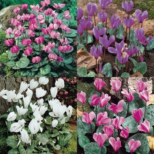 Cyclamen Collectie Kwartet