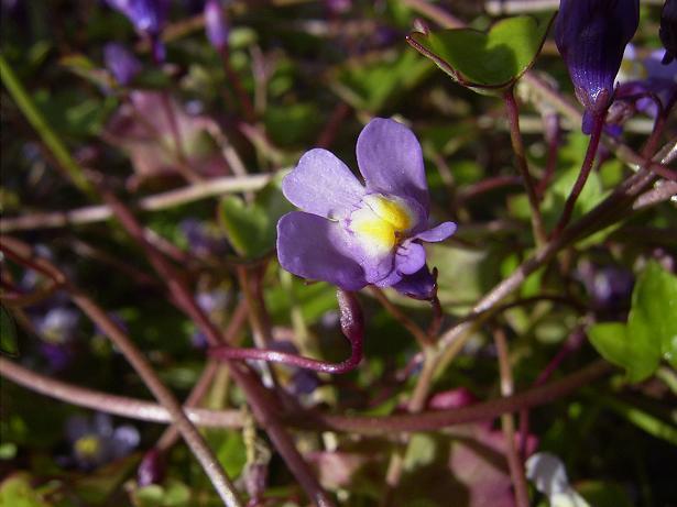 Cymbalaria muralis