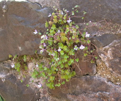 Cymbalaria muralis