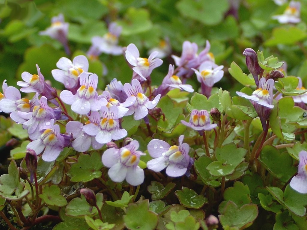 Cymbalaria muralis