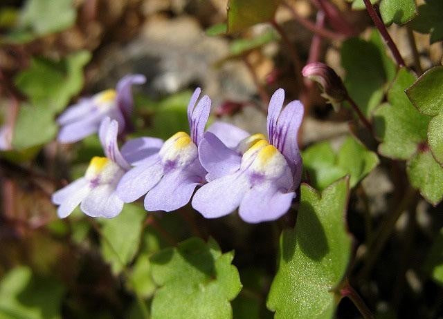 Cymbalaria muralis