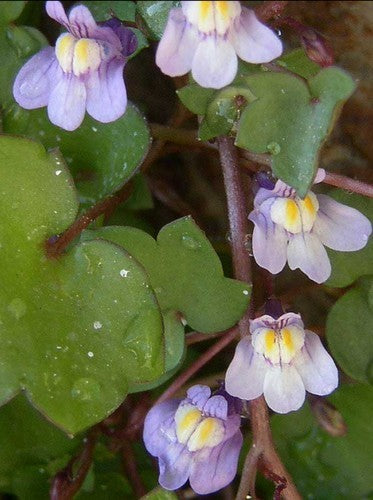 Cymbalaria muralis