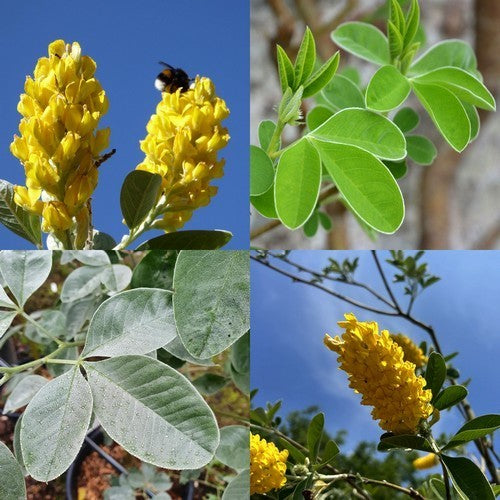 Cytisus battandieri
