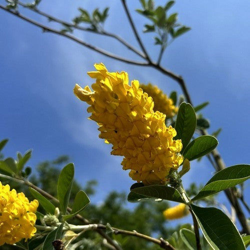 Cytisus battandieri