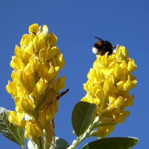 Cytisus battandieri