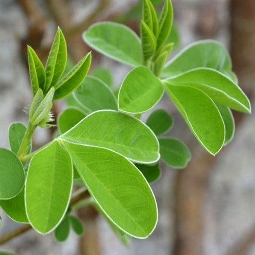 Cytisus battandieri