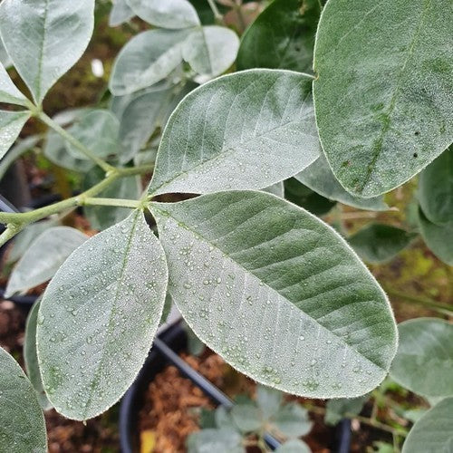 Cytisus battandieri