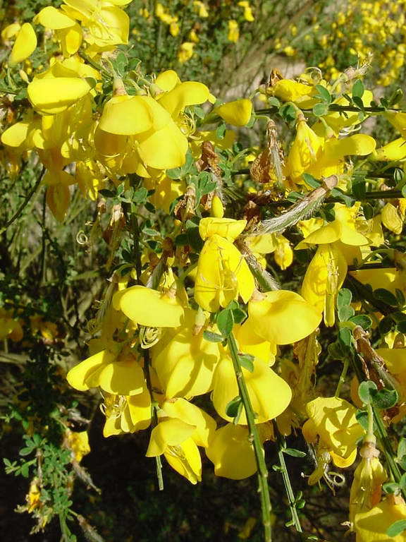 Cytisus scoparius