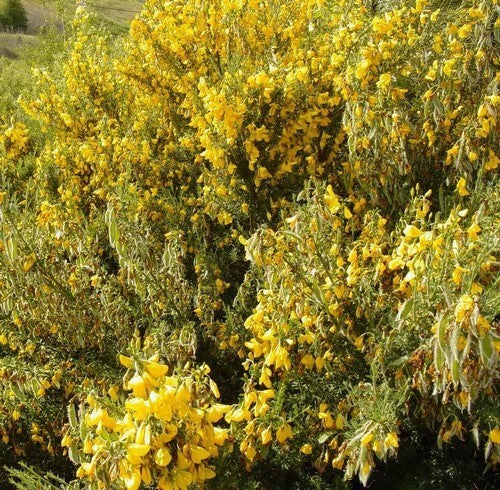 Cytisus scoparius