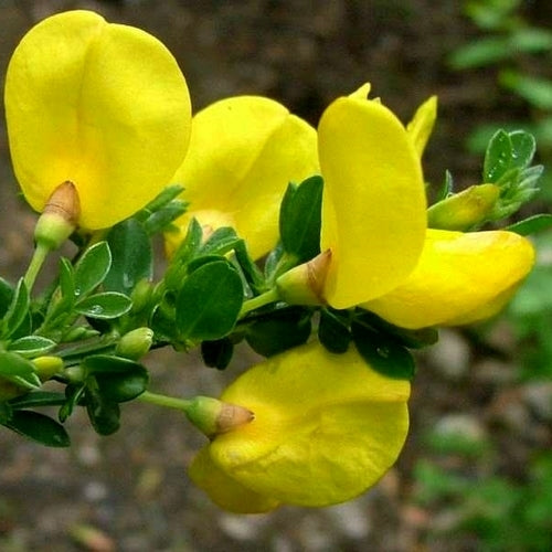 Cytisus scoparius