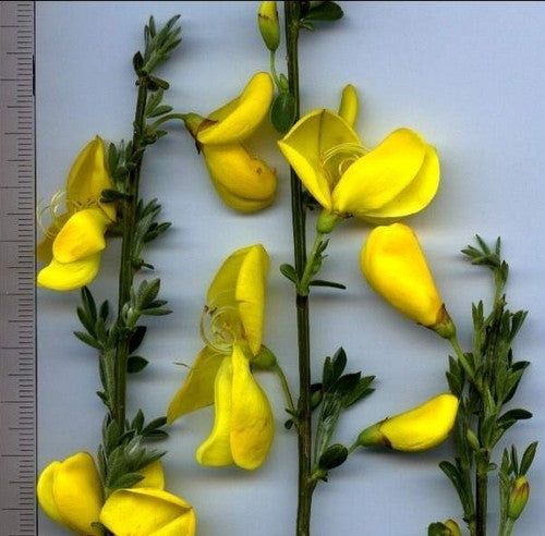Cytisus scoparius