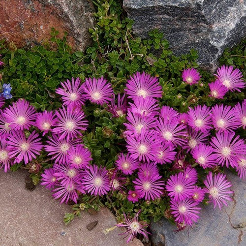 Delosperma cooperi 'Table Mountain'