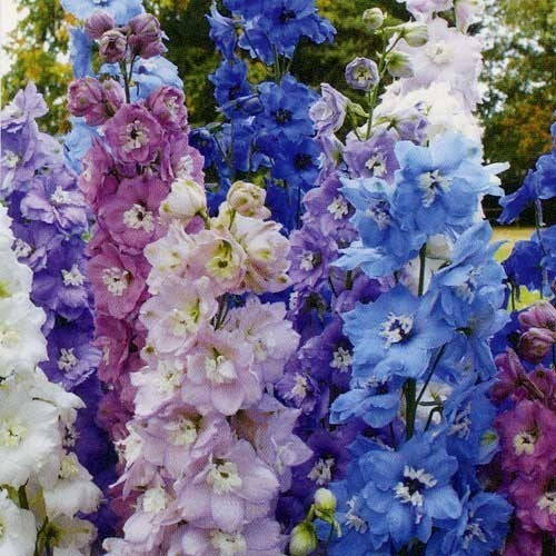 Delphinium hybrid 'High Society Mixed' F1