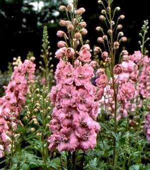 Delphinium hybride 'Astolat'