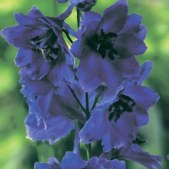 Delphinium hybride 'Black Knight'