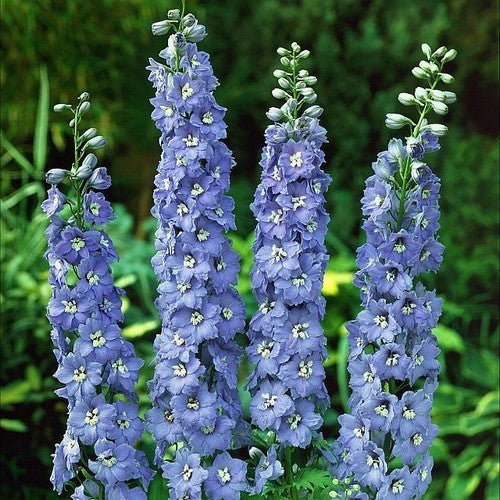 Delphinium hybride 'Centurion Sky Blue' F1