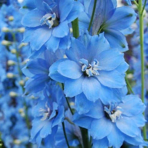 Delphinium hybride 'Centurion Sky Blue' F1