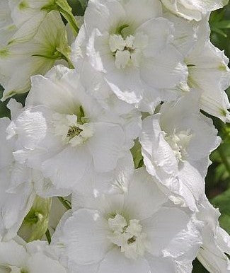 Delphinium hybrid 'Dwarf Snow White' / 'Casablanca'