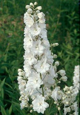 Delphinium hybride 'Galahad' / 'White Fountain'