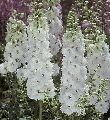 Delphinium hybride 'Galahad' / 'White Fountain'