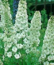 Delphinium hybride 'Galahad' / 'White Fountain'