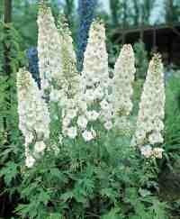 Delphinium hybride 'Galahad' / 'White Fountain'