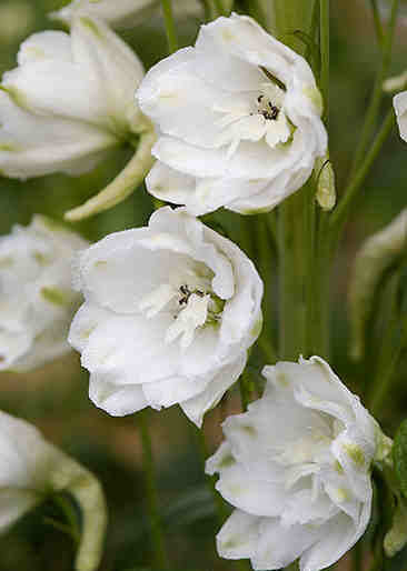 Delphinium hybride 'Galahad' / 'White Fountain'