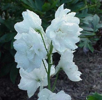 Delphinium hybride 'Galahad' / 'White Fountain'