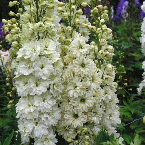 Delphinium hybride 'Green Twist'