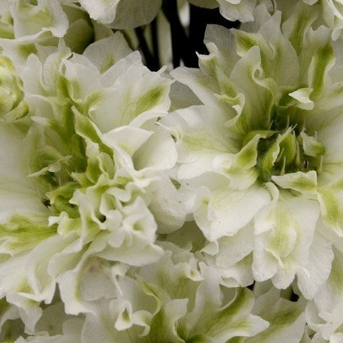 Delphinium hybride 'Green Twist'
