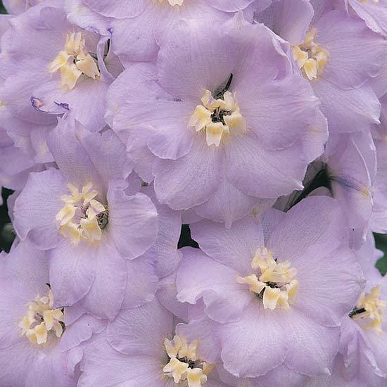 Delphinium hybrid 'Guinevere'