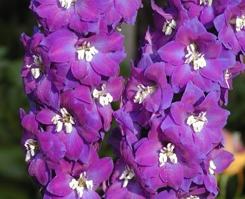 Delphinium hybride 'King Arthur'