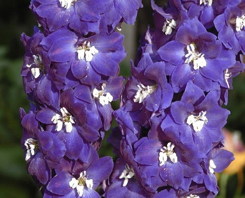 Delphinium hybride 'King Arthur'