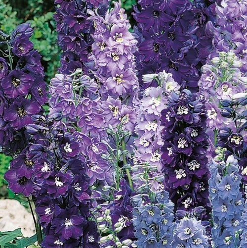Delphinium hybrid 'Magic Fountains Blue'