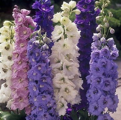 Delphinium hybride 'Pacific Giants'