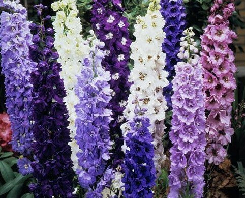 Delphinium hybride 'Standard Mixed' / 'Avalon'