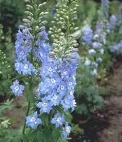 Delphinium hybrid 'Summer Skies'