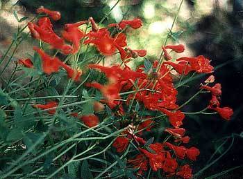 Delphinium nudicaule 'Laurin'