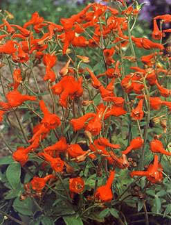 Delphinium nudicaule 'Laurin'