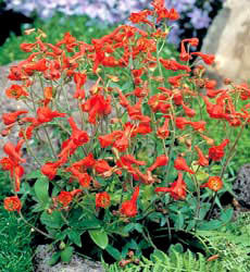 Delphinium nudicaule 'Laurin'