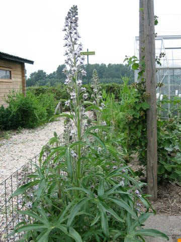 Delphinium staphisagria