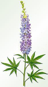 Delphinium staphisagria
