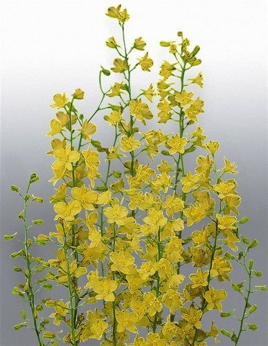 Delphinium zalil 'Citrina'